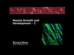 Muscle Growth 2